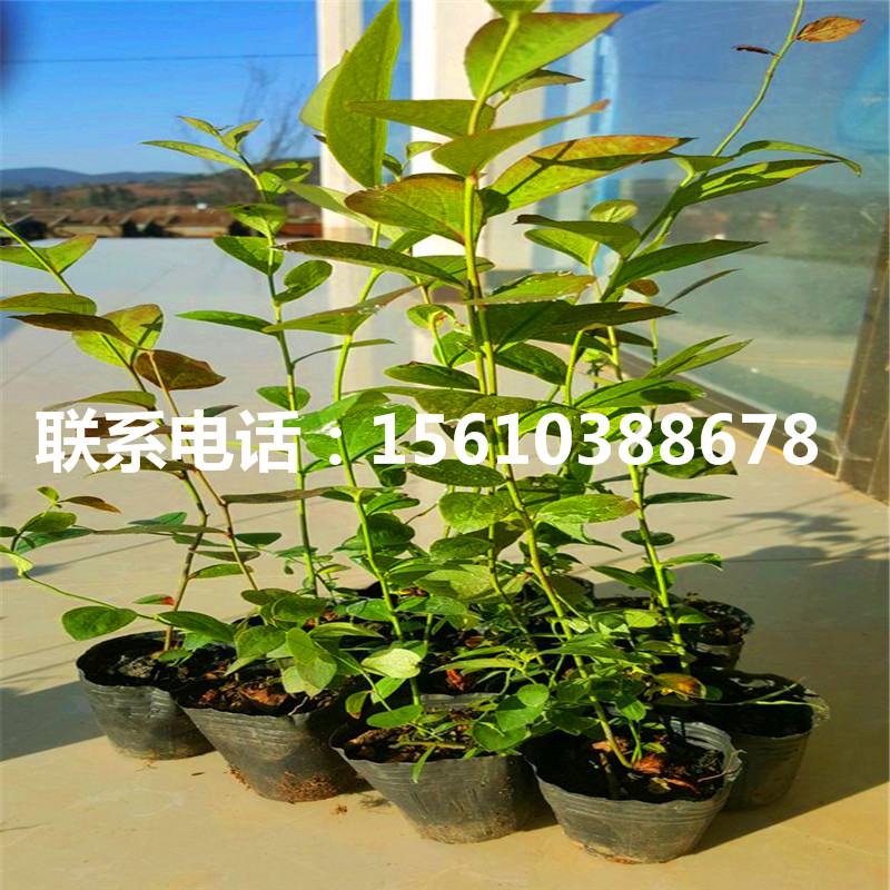 藍(lán)莓苗批發(fā)多少錢