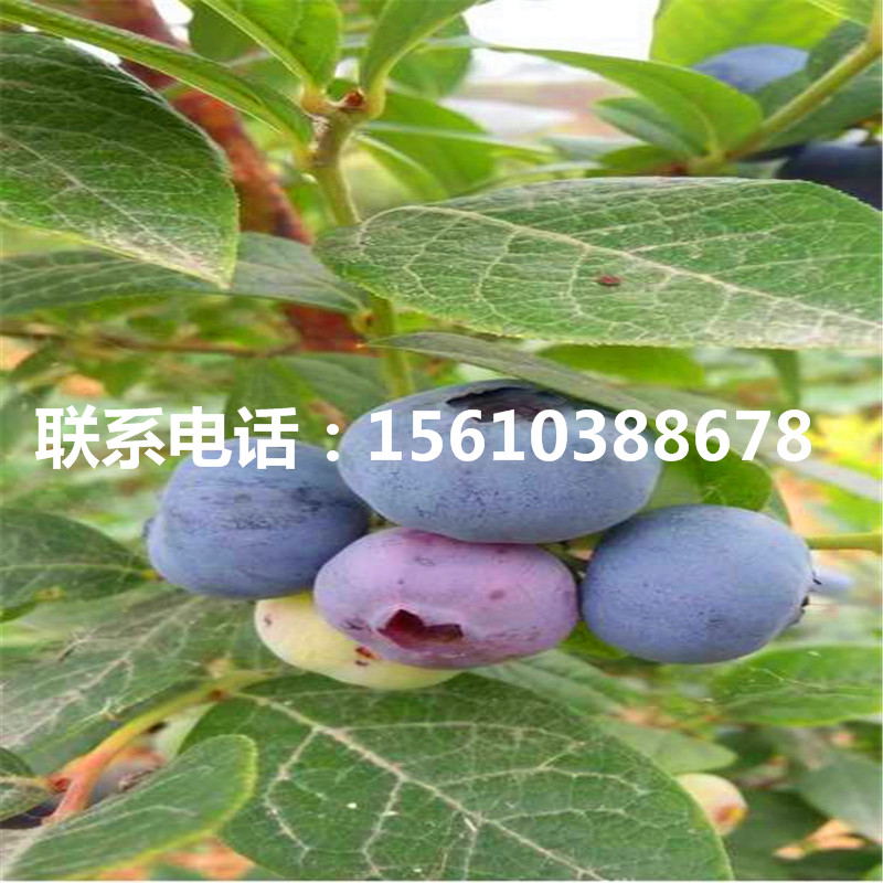 一年生藍(lán)莓苗價(jià)格及報(bào)價(jià)