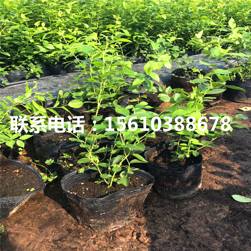 組培藍(lán)莓苗、組培藍(lán)莓苗價(jià)錢