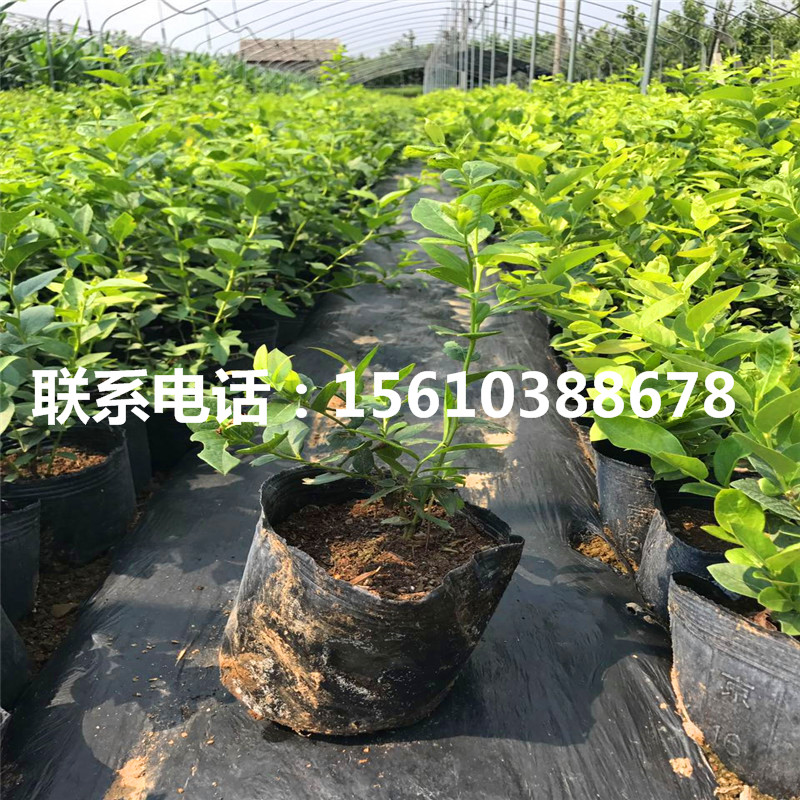 兩年生藍(lán)莓苗怎么種
