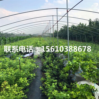 地栽藍(lán)莓苗種植基地