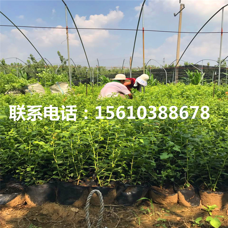 一年生藍(lán)莓苗批發(fā)廠家