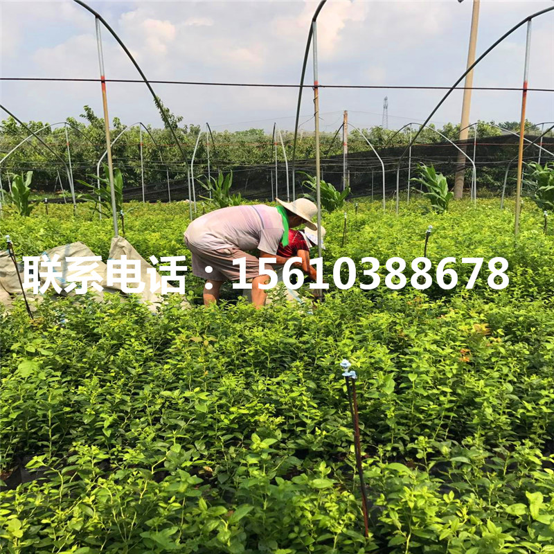 南高叢藍莓苗多少錢一棵