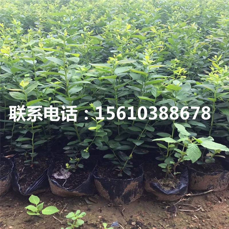 天后藍莓苗簡介