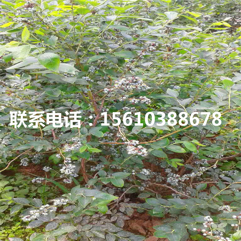兩年生藍(lán)莓苗怎么種