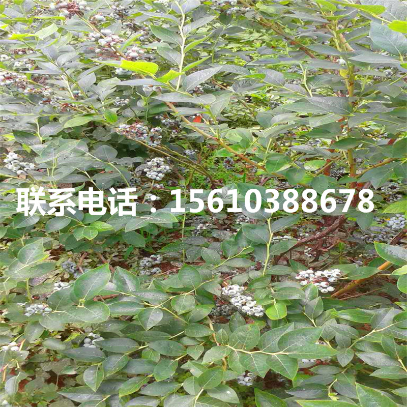 錢德勒藍莓苗、錢德勒藍莓苗多少錢