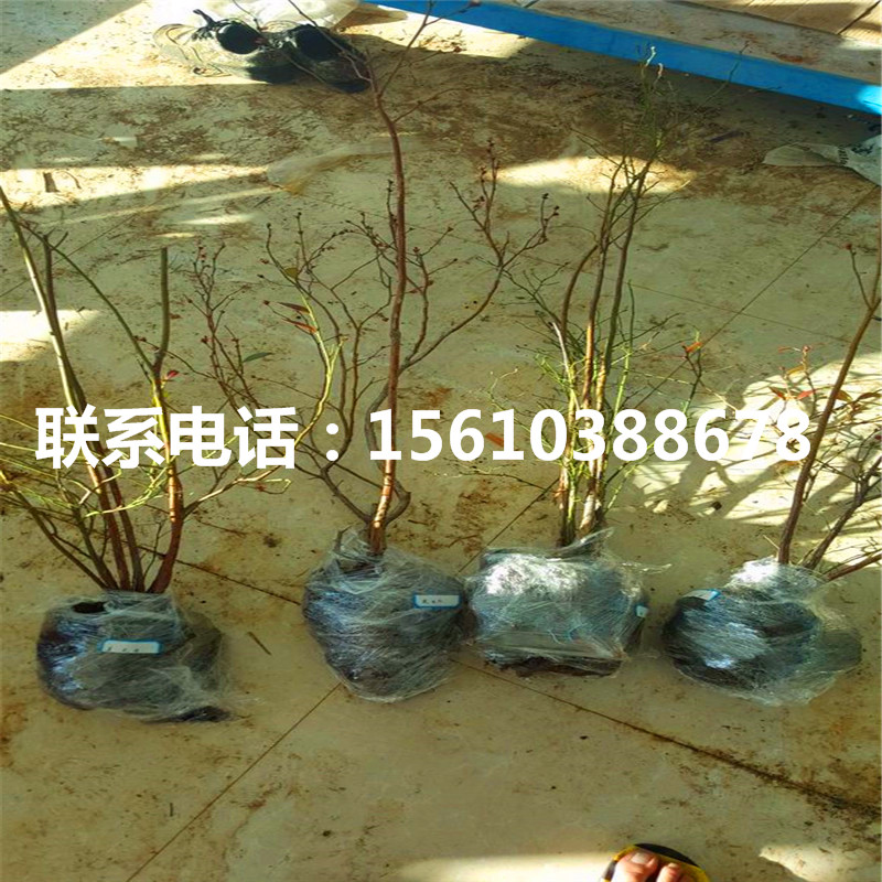 藍莓苗價格及報價