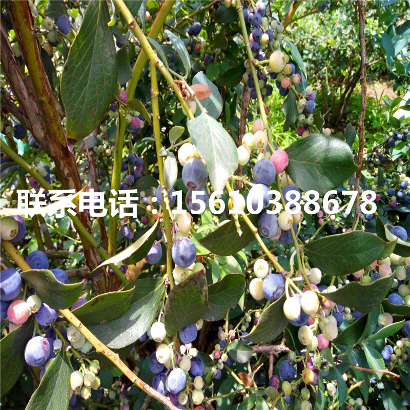 康維爾藍莓苗品種介紹