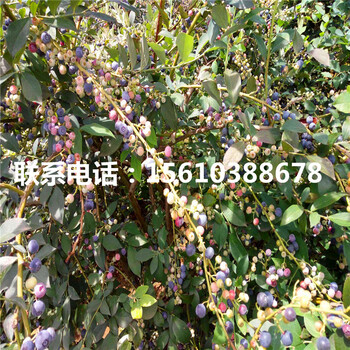 美藍藍莓苗上車價格