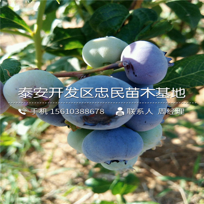 萊格西藍(lán)莓苗簡介