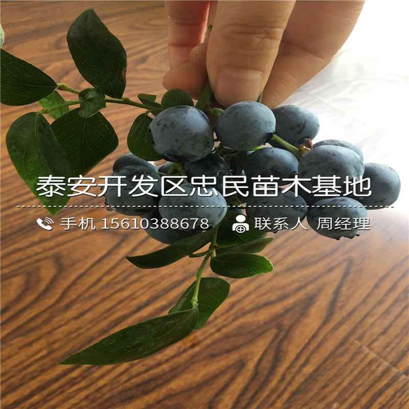 地栽蓝莓苗批发价格