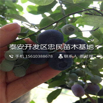 一年生蓝莓苗什么价格