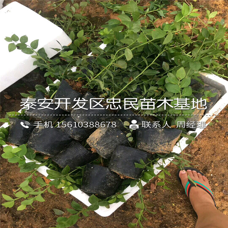 酷派藍(lán)莓苗圖片