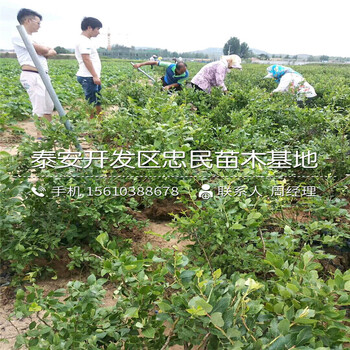 天后藍莓苗行情