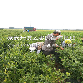 早藍藍莓苗怎么種