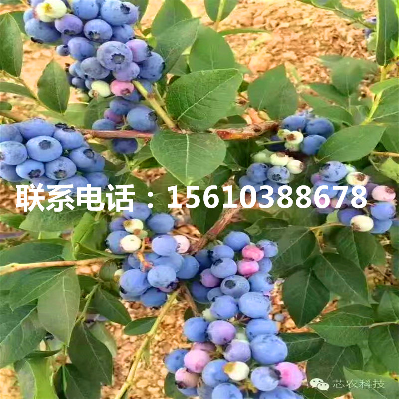 北陸藍(lán)莓苗、北陸藍(lán)莓苗批發(fā)