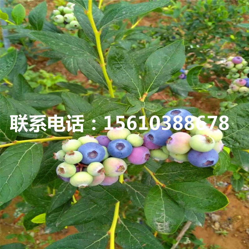 一年生藍(lán)莓苗價(jià)格及報(bào)價(jià)