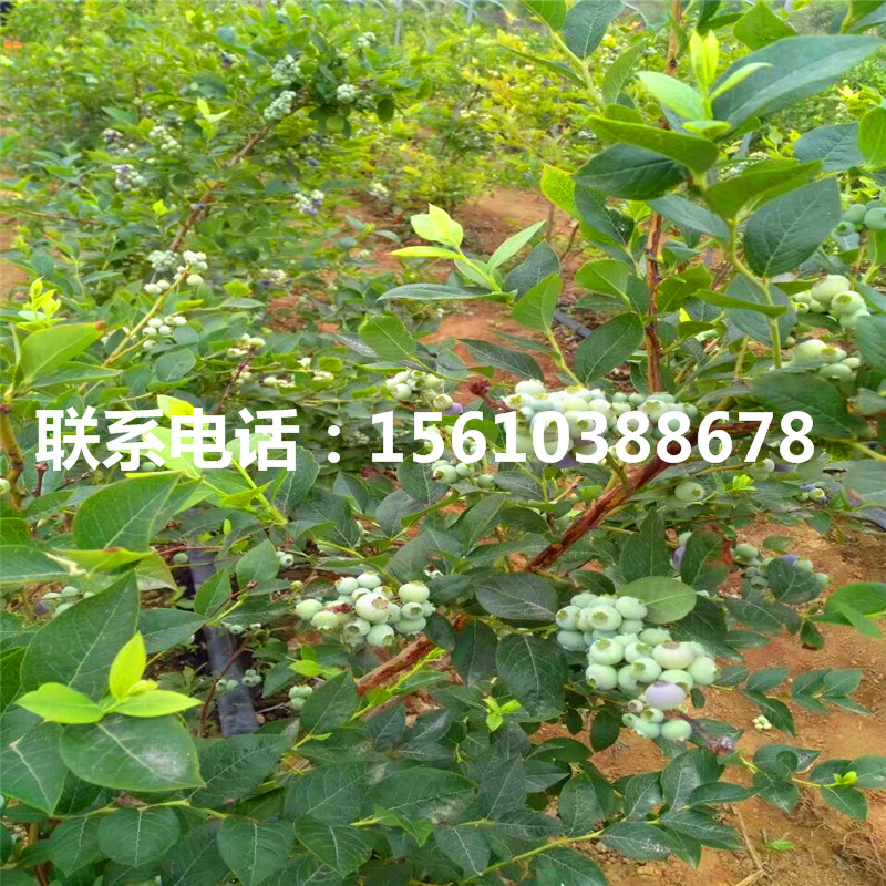 一年生藍莓苗、一年生藍莓苗批發(fā)價格