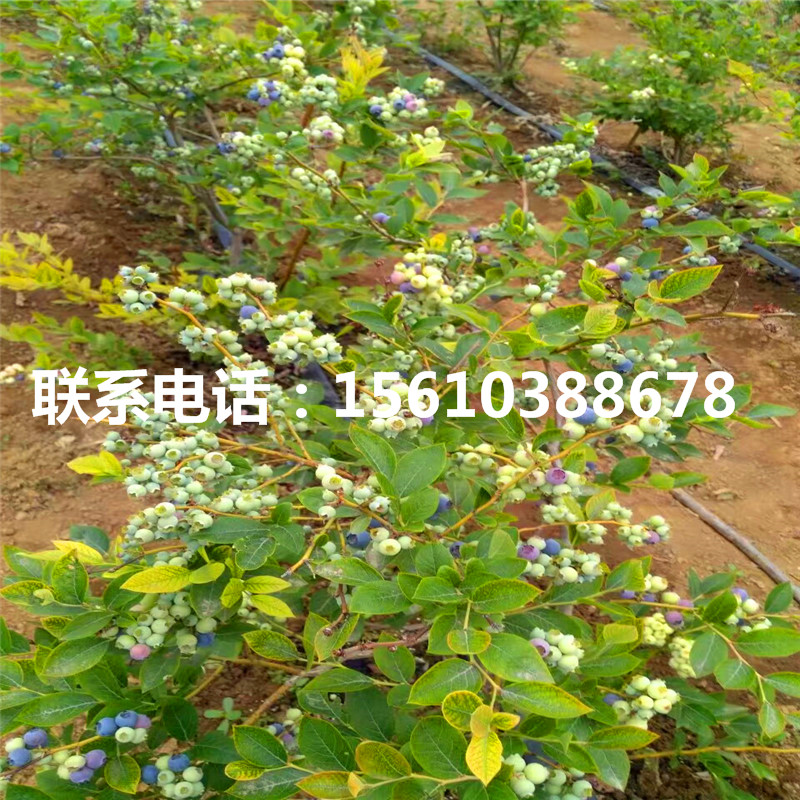南高叢藍(lán)莓苗每日?qǐng)?bào)價(jià)