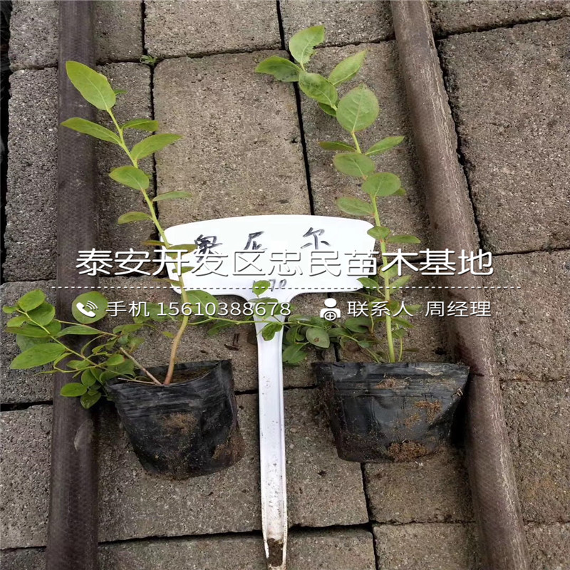 美藍(lán)藍(lán)莓苗價(jià)位