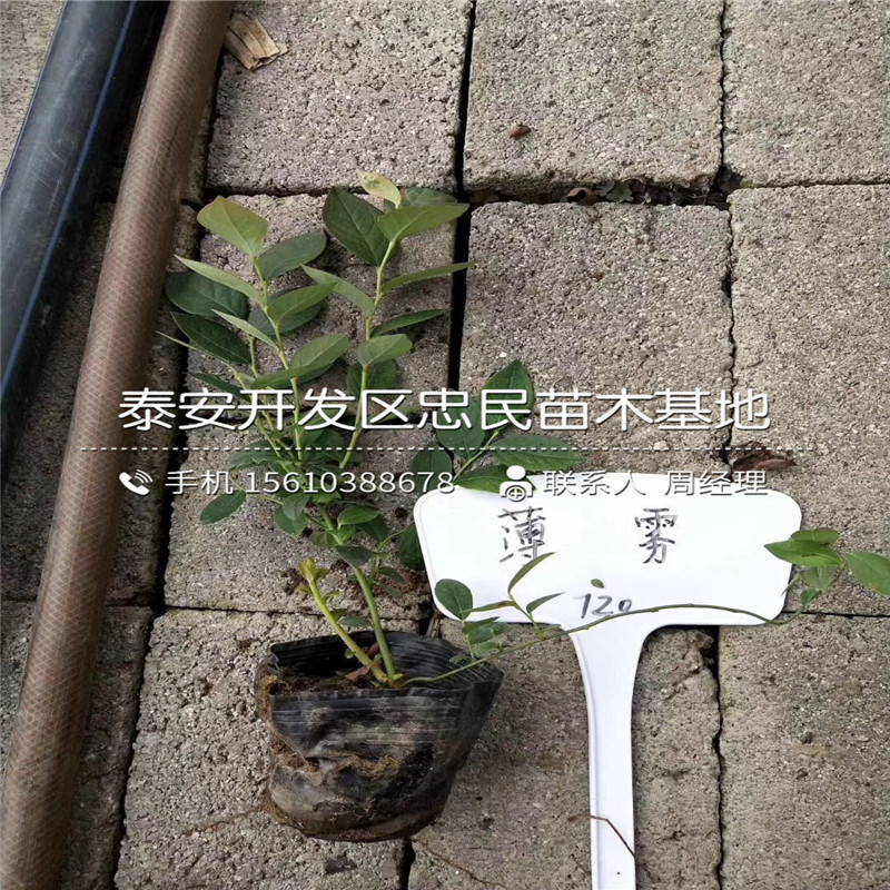 珠宝蓝莓苗种植基地