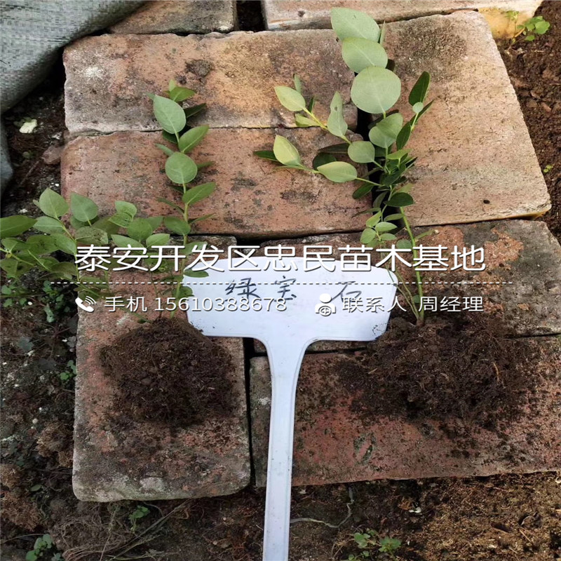 藍(lán)寶石藍(lán)莓苗種植技術(shù)