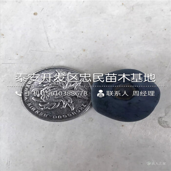 半高叢藍(lán)莓苗包郵價(jià)格