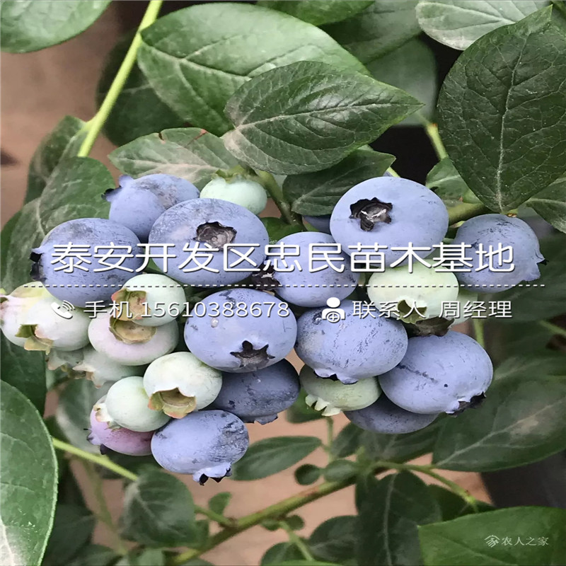 藍(lán)寶石藍(lán)莓苗幾年結(jié)果