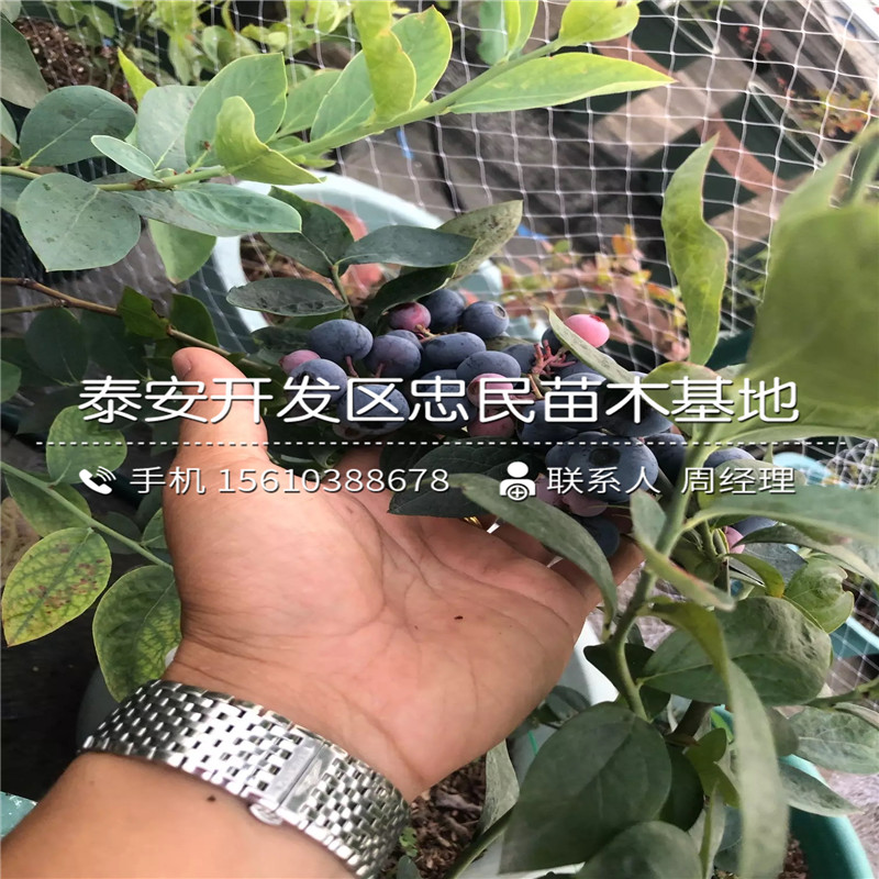 藍莓苗、藍莓苗哪里有賣