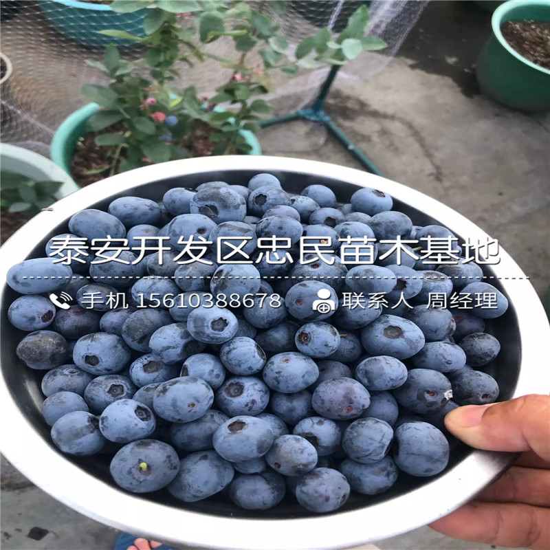 兔眼藍(lán)莓苗種植技術(shù)