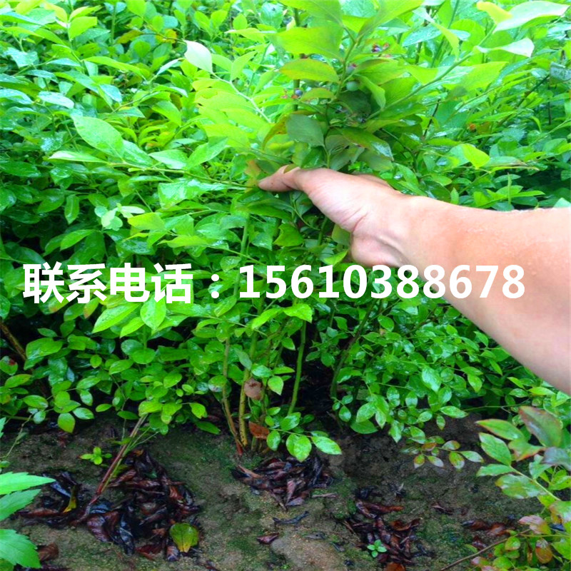 艾克塔藍(lán)莓苗、艾克塔藍(lán)莓苗銷售基地