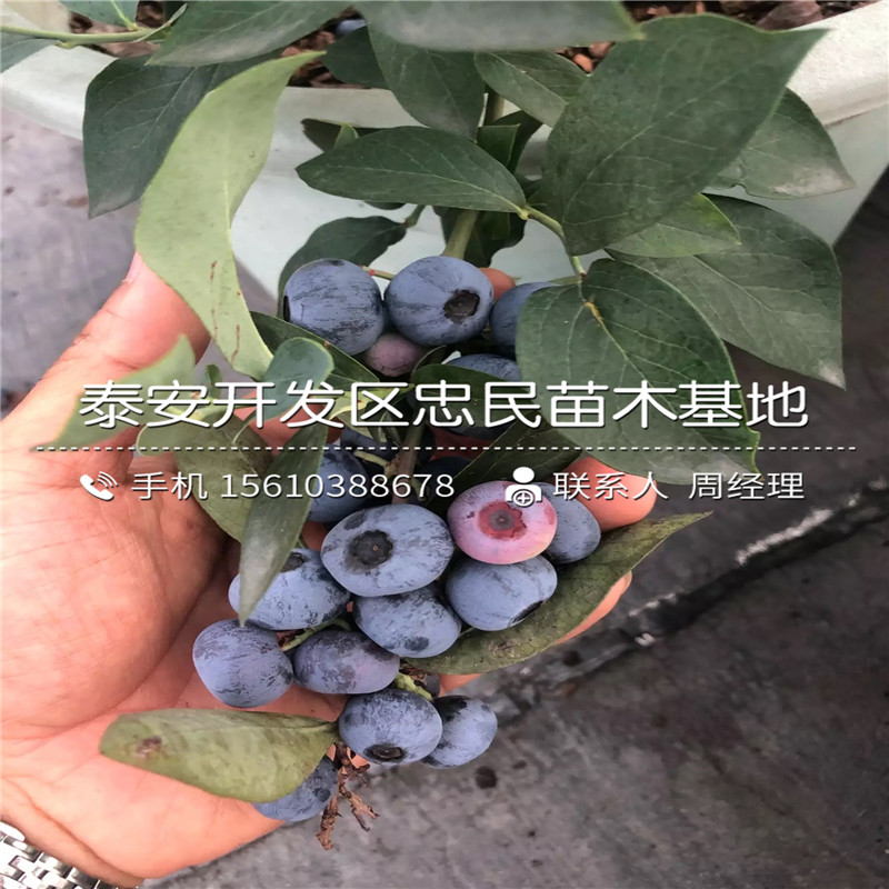 珠寶藍(lán)莓苗品種介紹