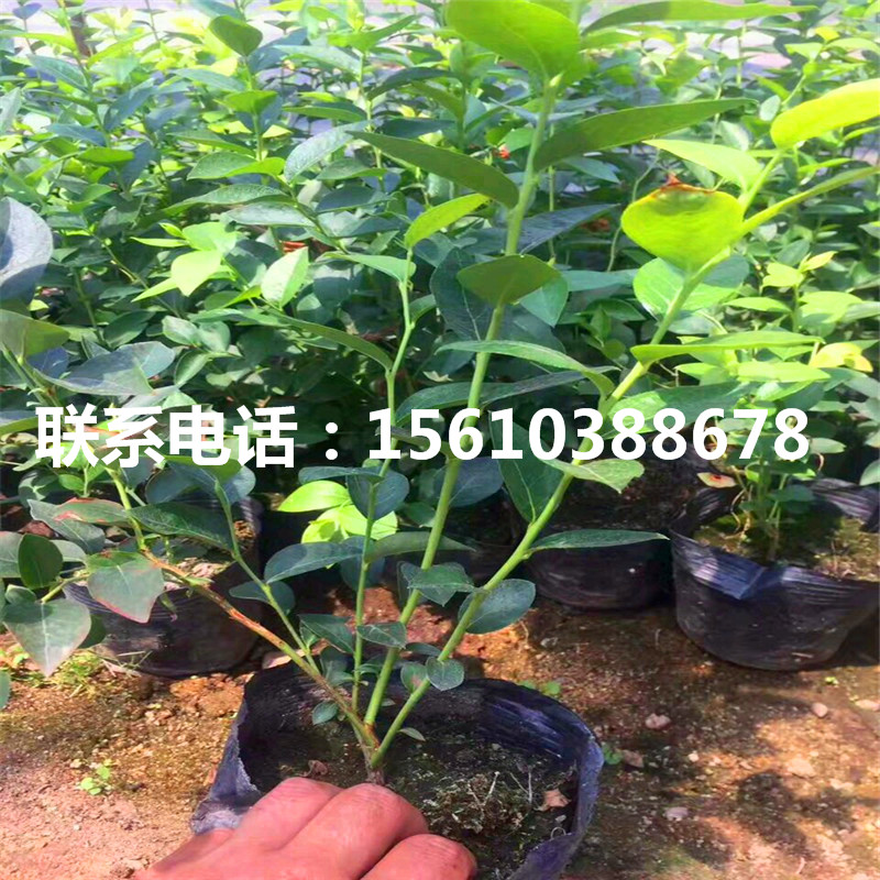 燦爛藍莓苗產地在哪里