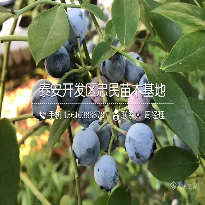 阳光蓝蓝莓苗售价