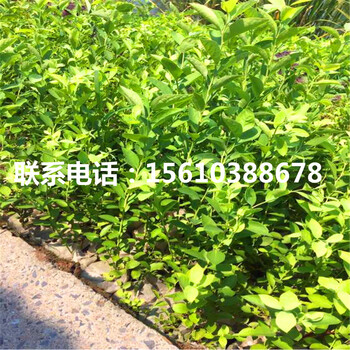 珠寶藍(lán)莓苗圖片