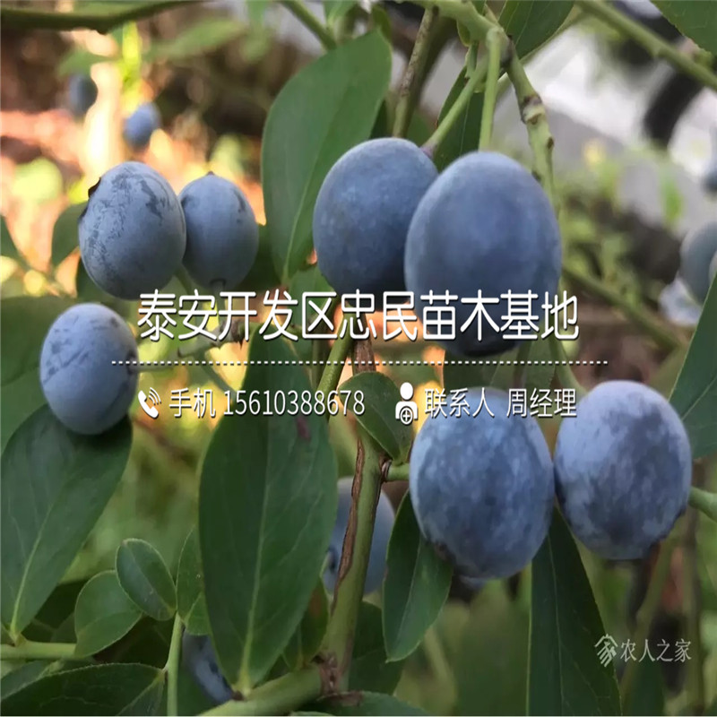 蓝莓苗图片