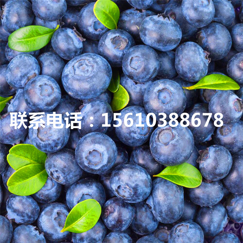 蓝莓苗品种