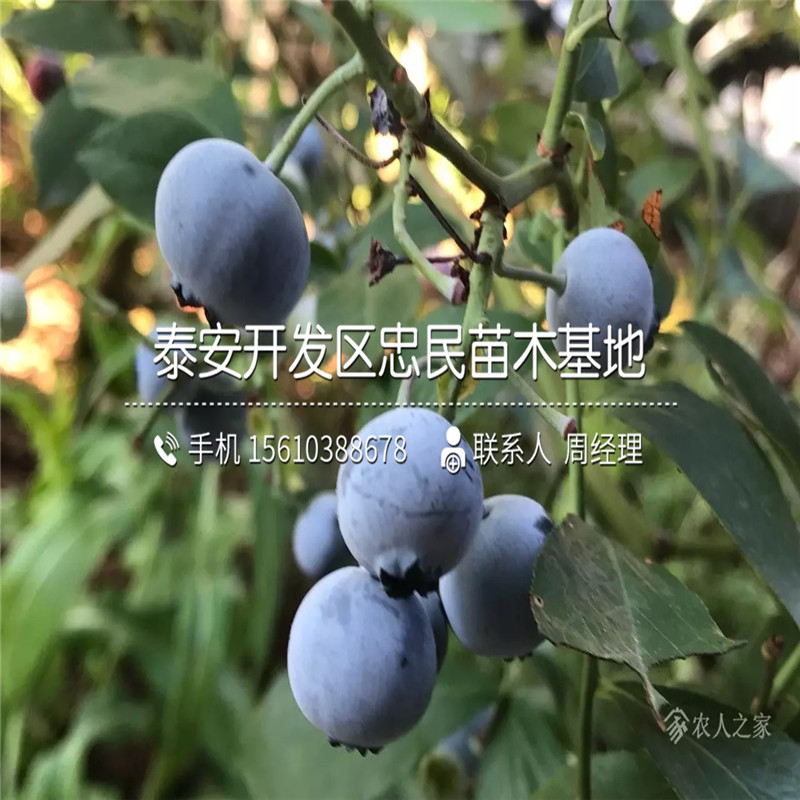 達(dá)柔藍(lán)莓苗、達(dá)柔藍(lán)莓苗出售價(jià)格