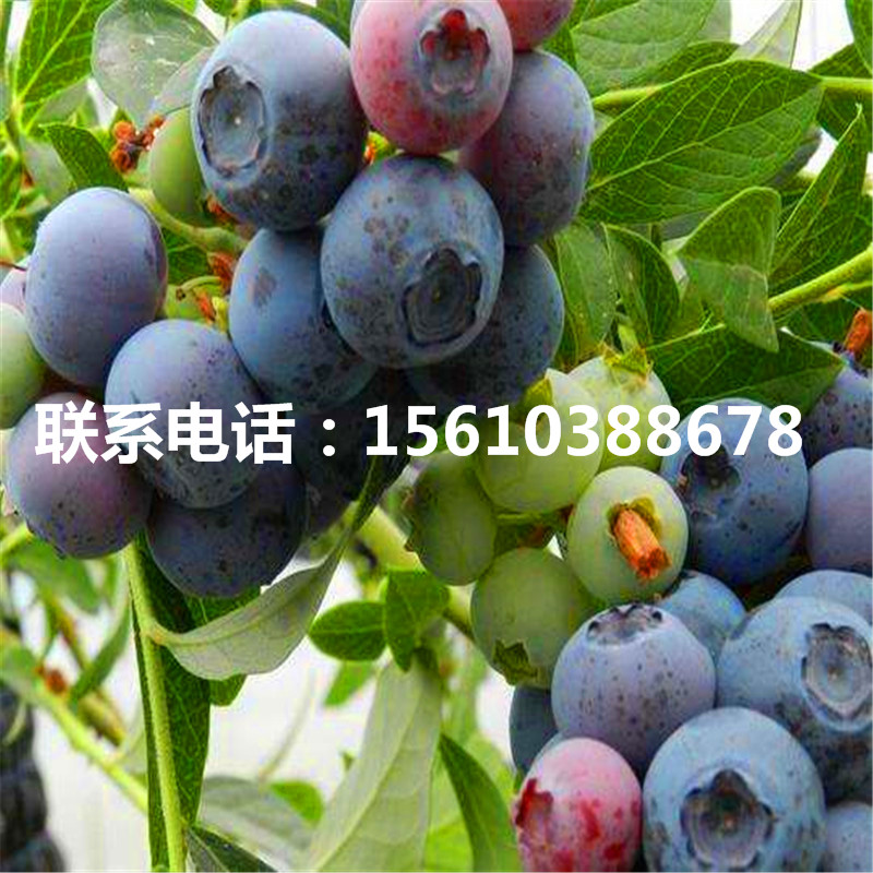 夏普藍藍莓苗、夏普藍藍莓苗批發基地