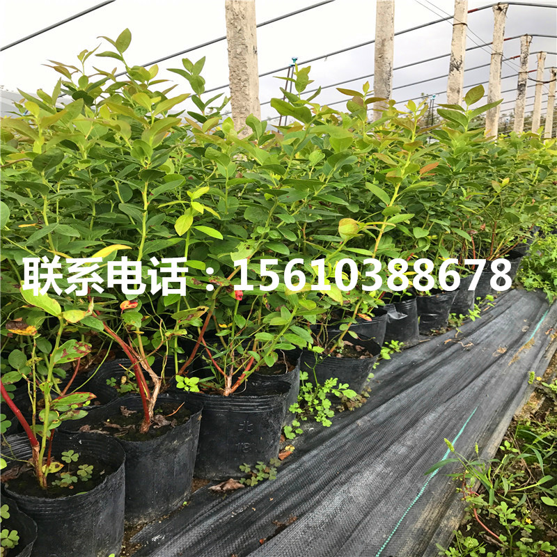 貝克藍(lán)藍(lán)莓苗什么價(jià)格