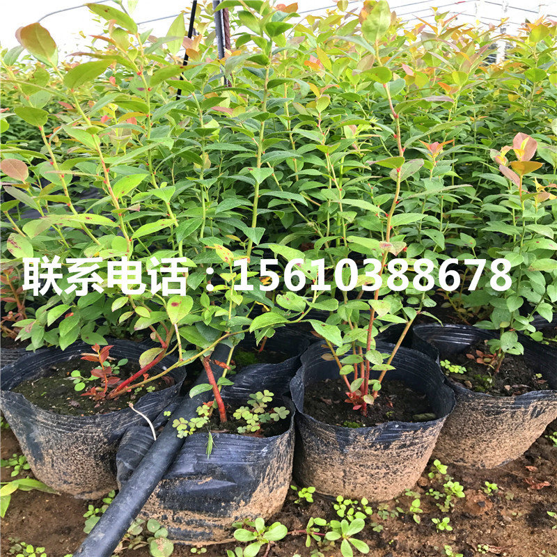 艾文藍(lán)藍(lán)莓苗、艾文藍(lán)藍(lán)莓苗批發(fā)價(jià)格