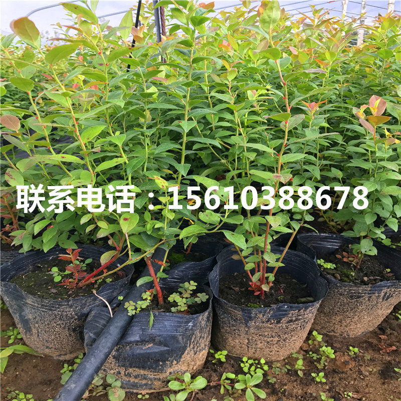 兔眼藍(lán)莓苗種植技術(shù)