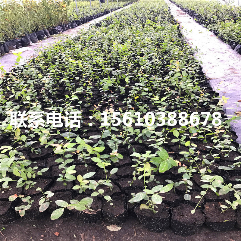 斯巴坦藍莓苗上車價格