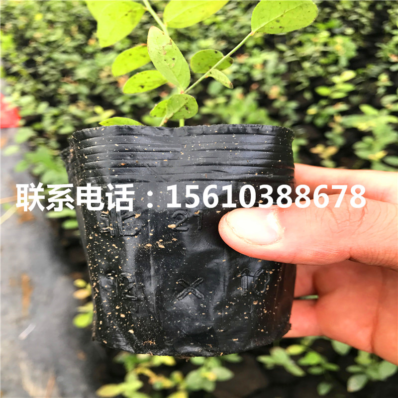 斯巴坦藍莓苗品種介紹
