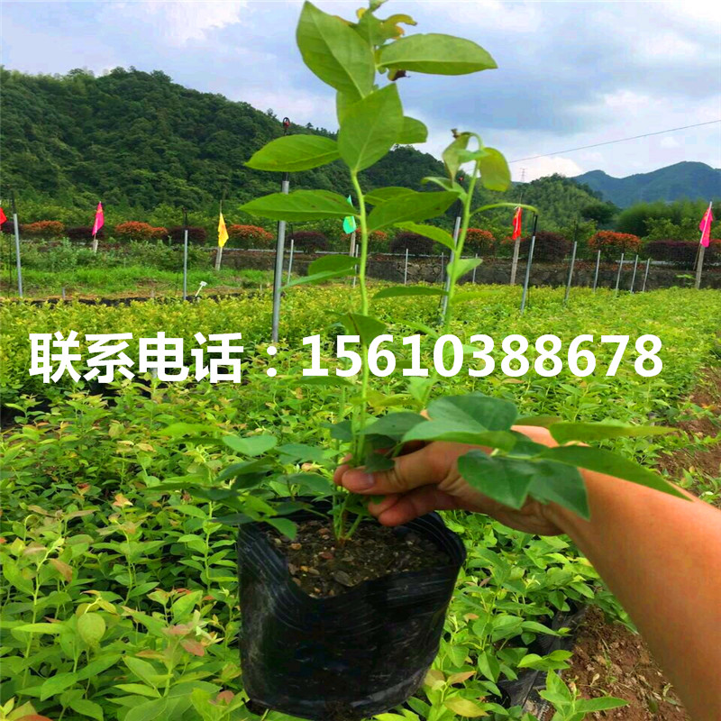艾克塔藍(lán)莓苗、艾克塔藍(lán)莓苗銷售基地