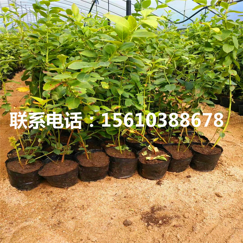1568462927099772800-0.jpg