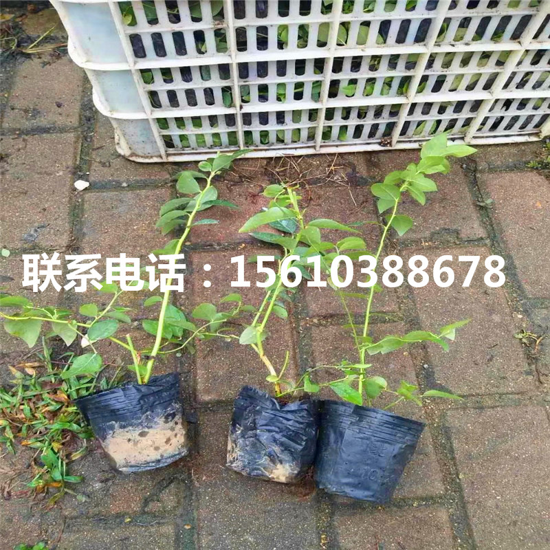 五年生藍(lán)莓苗、五年生藍(lán)莓苗批發(fā)價(jià)格