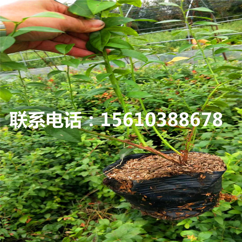 四年生藍莓苗什么價格