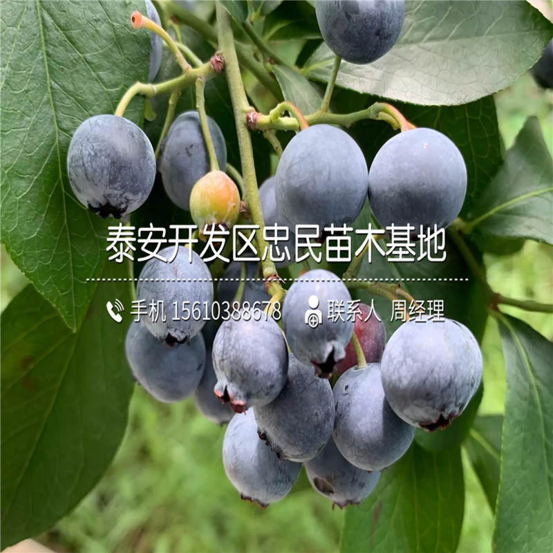 钱德勒蓝莓苗几年结果