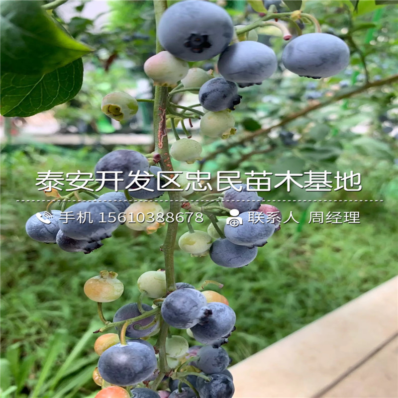 兔眼蓝莓苗图片